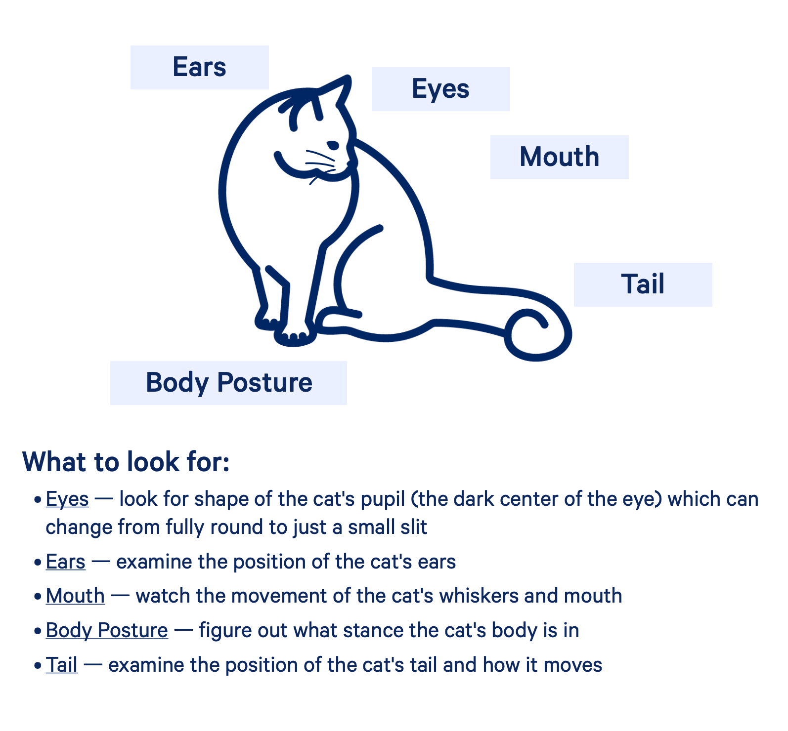 Feline Behavior: Understanding Your Cat’s Body Language And Vocalizations