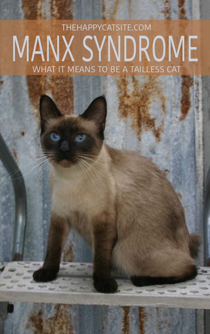 Manx Cats: The Tailless Wonders