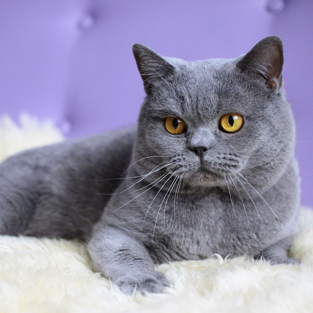 British Shorthair Cats: The Perfect Companion For Couch Potatoes