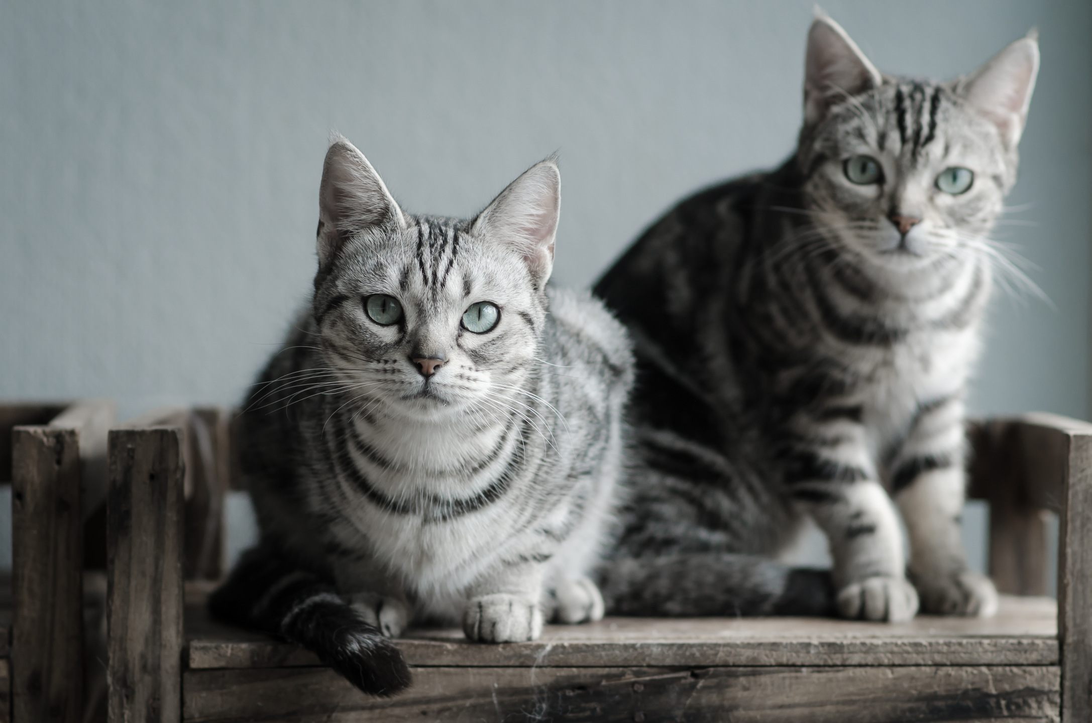 American Shorthair Cats: From Rodent Hunter To Family Pet