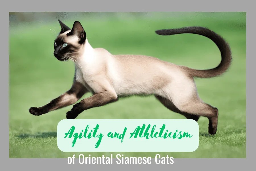 The Agile Cat: Exploring The Athleticism And Agility Of Felines