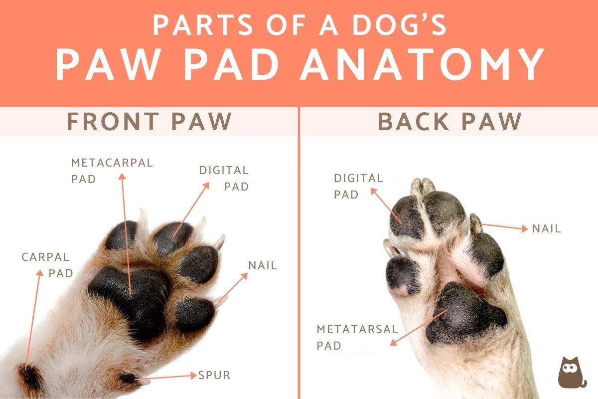 Pawsitively Adorable: The Anatomy And Importance Of A Cat’s Paw Pads