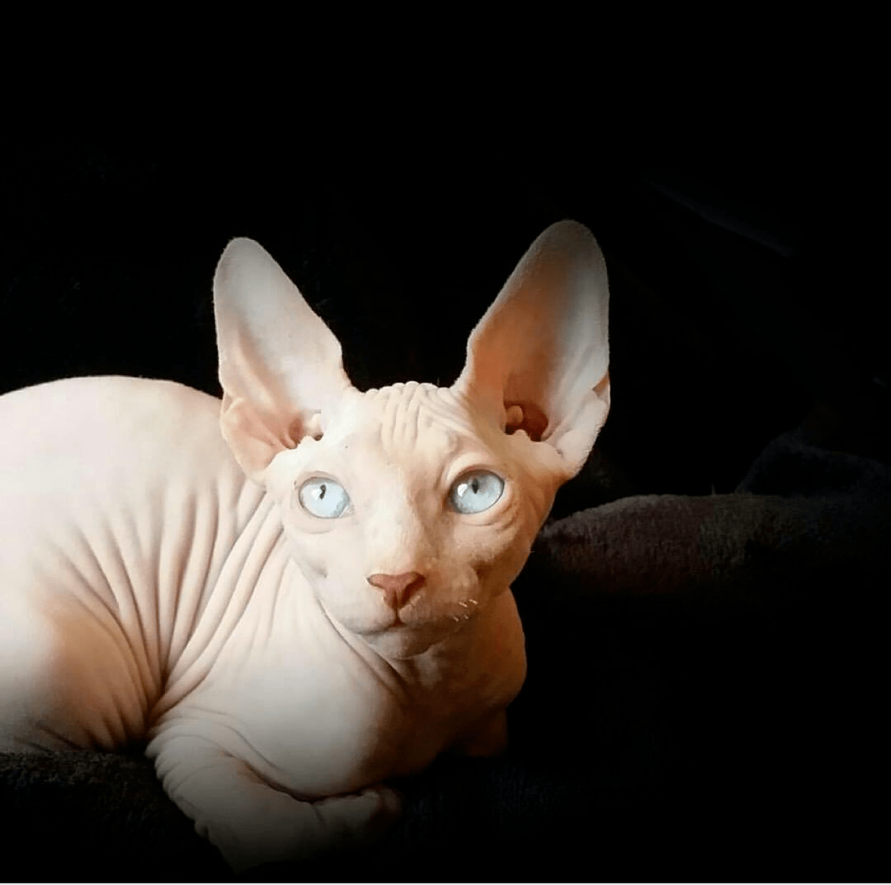 Sphynx Cats: Beauty Without Fur