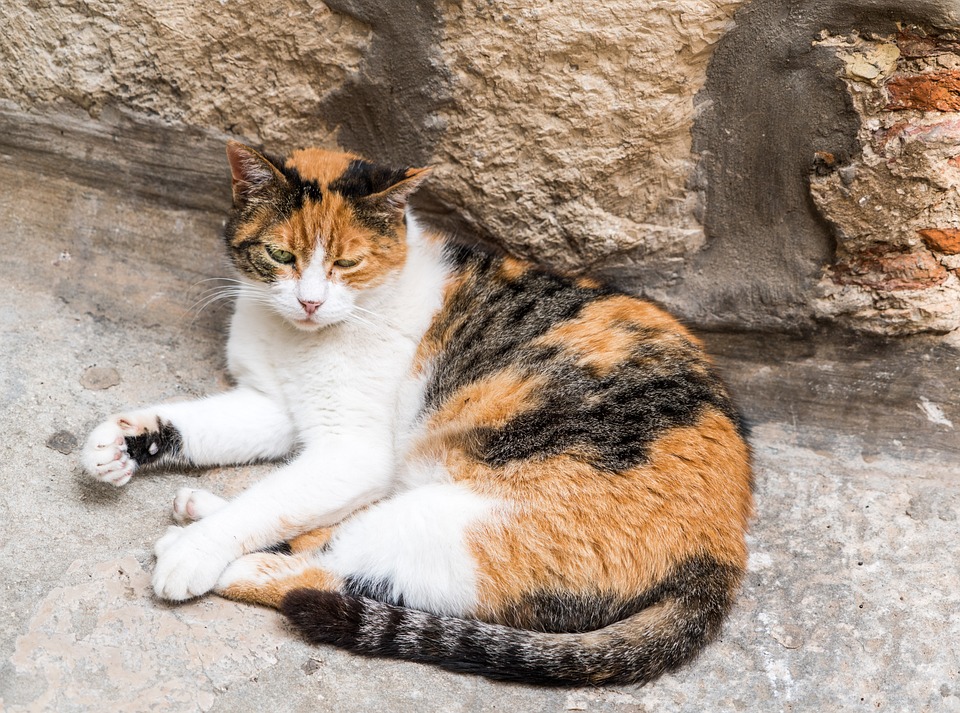 Calico Cats: The Colorful And Unique Feline